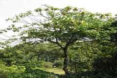 Macaranga peltata
